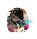 犬のピースくんと時々えびぞうスタンプ（個別スタンプ：11）