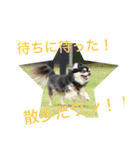 犬のピースくんと時々えびぞうスタンプ（個別スタンプ：12）