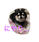 犬のピースくんと時々えびぞうスタンプ（個別スタンプ：13）