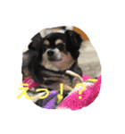 犬のピースくんと時々えびぞうスタンプ（個別スタンプ：14）