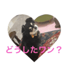 犬のピースくんと時々えびぞうスタンプ（個別スタンプ：16）
