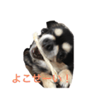 犬のピースくんと時々えびぞうスタンプ（個別スタンプ：17）