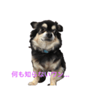 犬のピースくんと時々えびぞうスタンプ（個別スタンプ：20）
