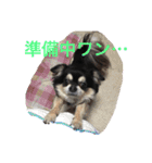 犬のピースくんと時々えびぞうスタンプ（個別スタンプ：21）