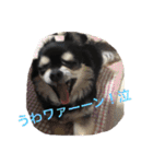 犬のピースくんと時々えびぞうスタンプ（個別スタンプ：23）