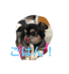 犬のピースくんと時々えびぞうスタンプ（個別スタンプ：25）