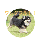 犬のピースくんと時々えびぞうスタンプ（個別スタンプ：27）