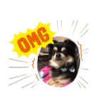 犬のピースくんと時々えびぞうスタンプ（個別スタンプ：34）