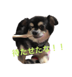 犬のピースくんと時々えびぞうスタンプ（個別スタンプ：36）