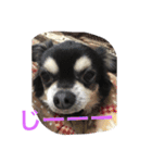 犬のピースくんと時々えびぞうスタンプ（個別スタンプ：37）