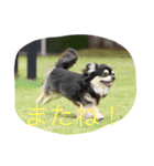 犬のピースくんと時々えびぞうスタンプ（個別スタンプ：38）