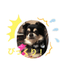 犬のピースくんと時々えびぞうスタンプ（個別スタンプ：39）