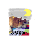 柴犬スタンプ(実写)（個別スタンプ：4）