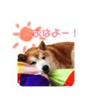 柴犬スタンプ(実写)（個別スタンプ：5）