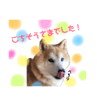 柴犬スタンプ(実写)（個別スタンプ：6）