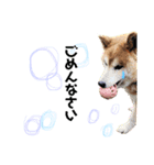 柴犬スタンプ(実写)（個別スタンプ：7）