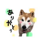 柴犬スタンプ(実写)（個別スタンプ：8）