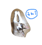しお大福の味vol.2（個別スタンプ：12）