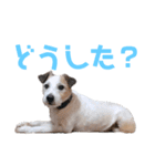 アレックススタンプ①（個別スタンプ：6）