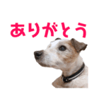 アレックススタンプ①（個別スタンプ：12）