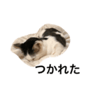 猫ちゃんスタンプ(ほぼメメ)（個別スタンプ：1）