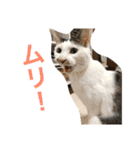 猫ちゃんスタンプ(ほぼメメ)（個別スタンプ：4）