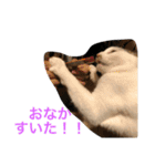 猫ちゃんスタンプ(ほぼメメ)（個別スタンプ：5）