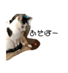 猫ちゃんスタンプ(ほぼメメ)（個別スタンプ：8）