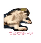 猫ちゃんスタンプ(ほぼメメ)（個別スタンプ：9）