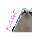 猫ちゃんスタンプ(ほぼメメ)（個別スタンプ：10）