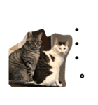 猫ちゃんスタンプ(ほぼメメ)（個別スタンプ：11）