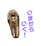 猫ちゃんスタンプ(ほぼメメ)（個別スタンプ：14）