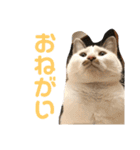猫ちゃんスタンプ(ほぼメメ)（個別スタンプ：16）