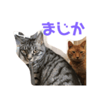 猫ちゃんスタンプ(ほぼメメ)（個別スタンプ：18）