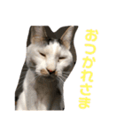 猫ちゃんスタンプ(ほぼメメ)（個別スタンプ：19）
