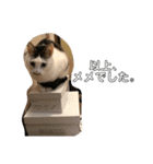 猫ちゃんスタンプ(ほぼメメ)（個別スタンプ：20）