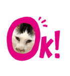 猫ちゃんスタンプ(ほぼメメ)（個別スタンプ：23）