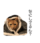 猫ちゃんスタンプ(ほぼメメ)（個別スタンプ：24）