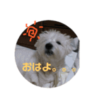 うちの花ちゃん①（個別スタンプ：13）