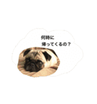 パグのはむた（個別スタンプ：5）