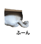 パグのはむた（個別スタンプ：11）