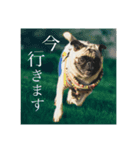 パグのはむた（個別スタンプ：16）