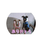 ポコベルスタンプ（個別スタンプ：1）