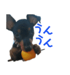 ポコベルスタンプ（個別スタンプ：4）