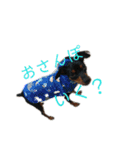 ポコベルスタンプ（個別スタンプ：25）