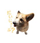 山本オセロ-2-（個別スタンプ：14）