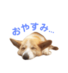 山本オセロ-2-（個別スタンプ：16）