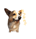 山本オセロ-2-（個別スタンプ：20）