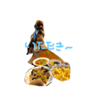 ミニチュアシュナウザーのカールくん！2（個別スタンプ：14）
