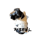 ミニチュアシュナウザーのカールくん！2（個別スタンプ：15）